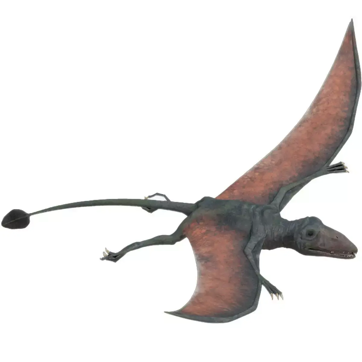 4K Eudimorphodon Low-poly 3D model