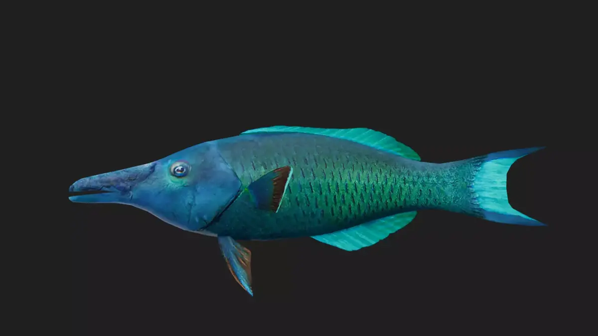 Wrasse Low-poly 3D model 9