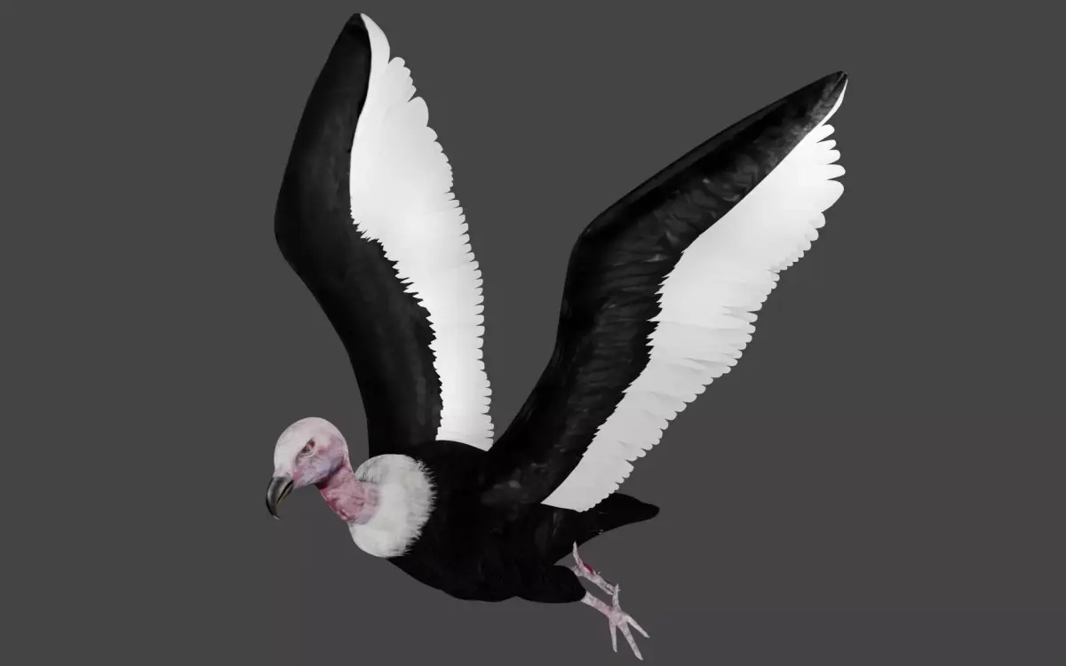 Vulture low poly fully rigged 3 Low-poly 3D model