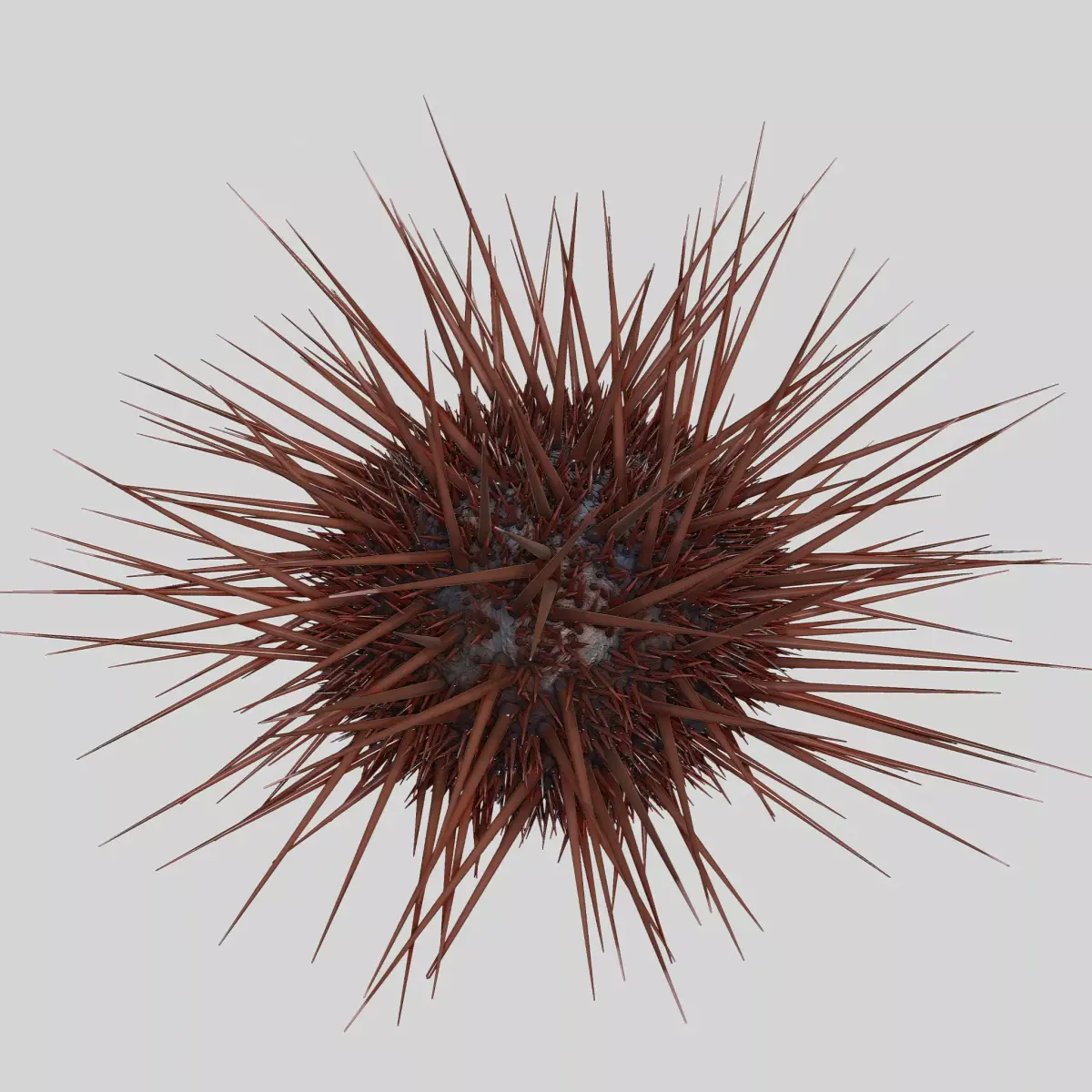 Sea urchin V1 3D model