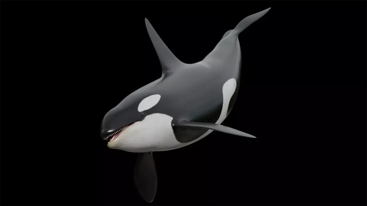 Orca killer whale Low-poly 3D model