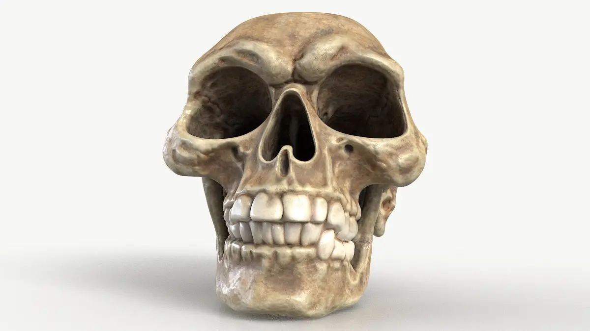 Funny Skull 1 3D model
