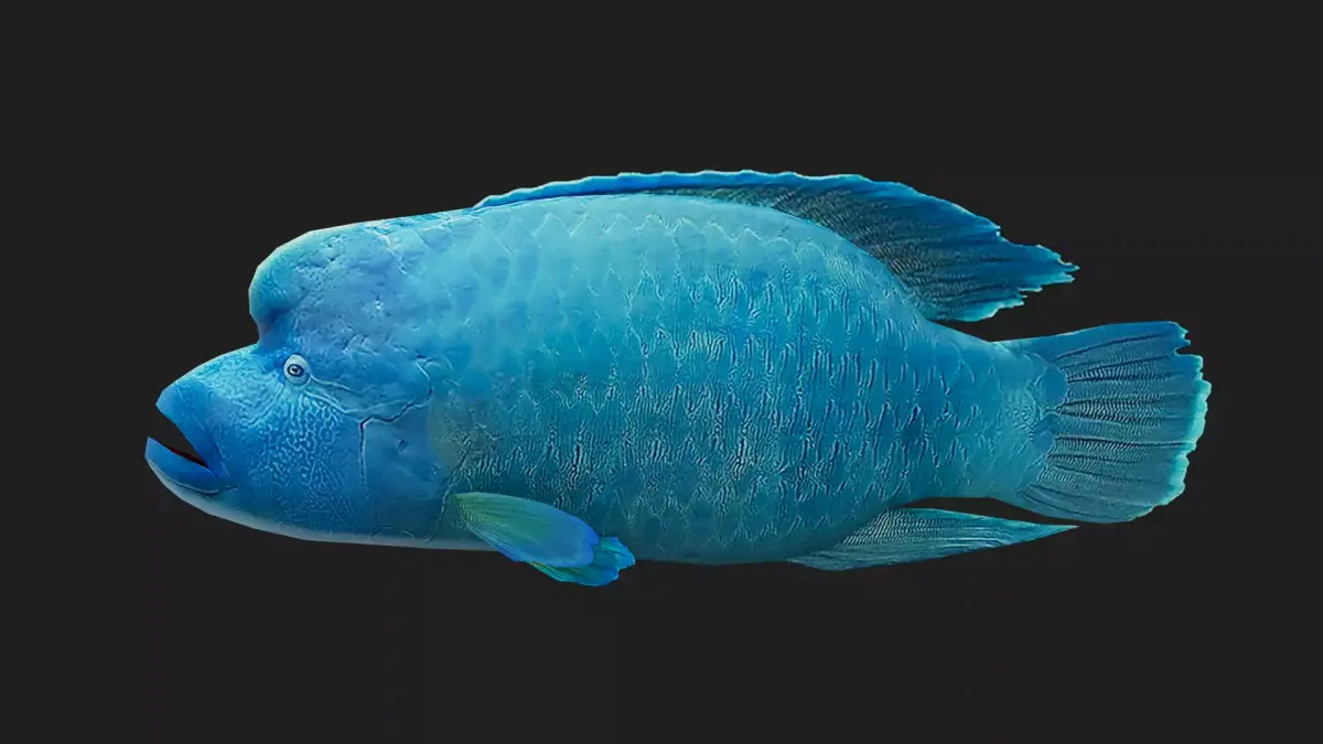 Wrasse Low-poly 3D model