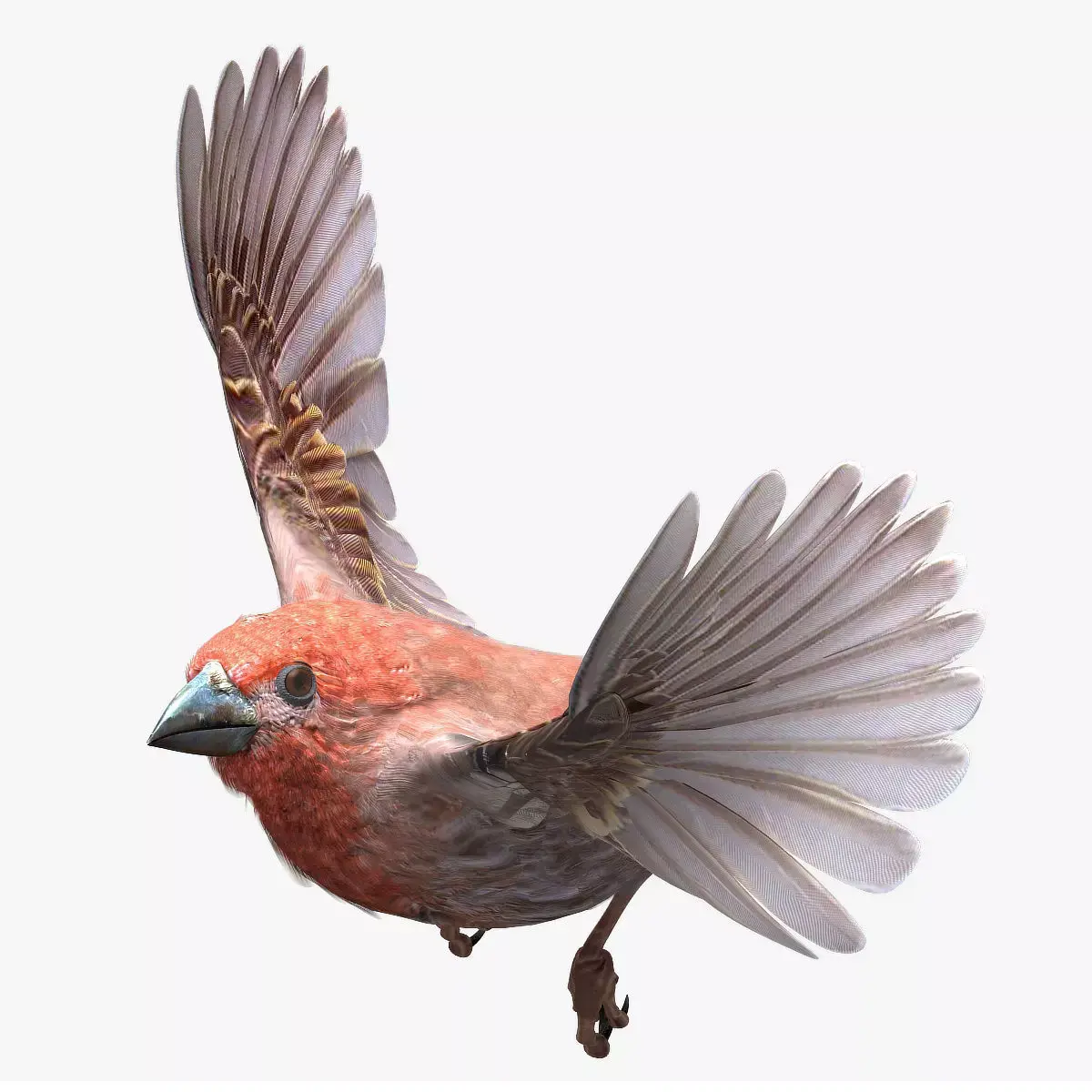 House finch - rigged - animated 3D model