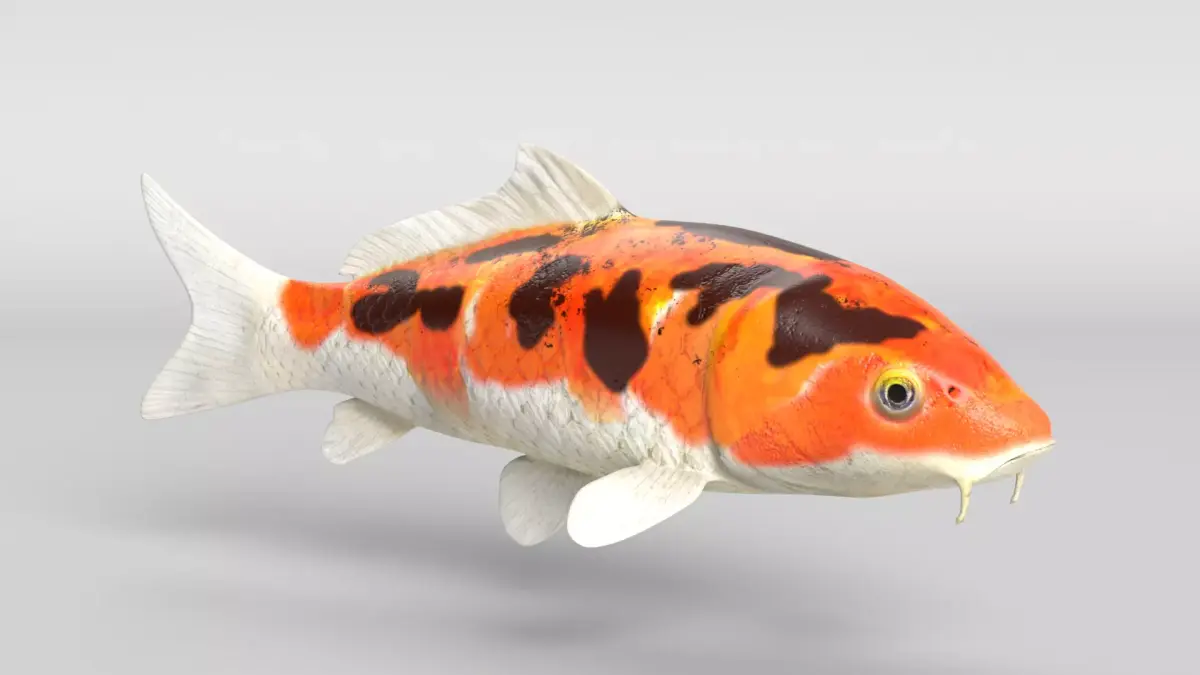 Koi Fish Low-poly 3D model buy