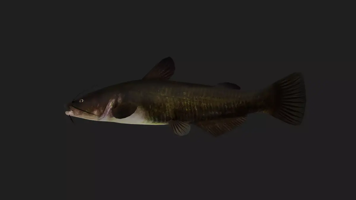 Catfish Low-poly 3D model 9
