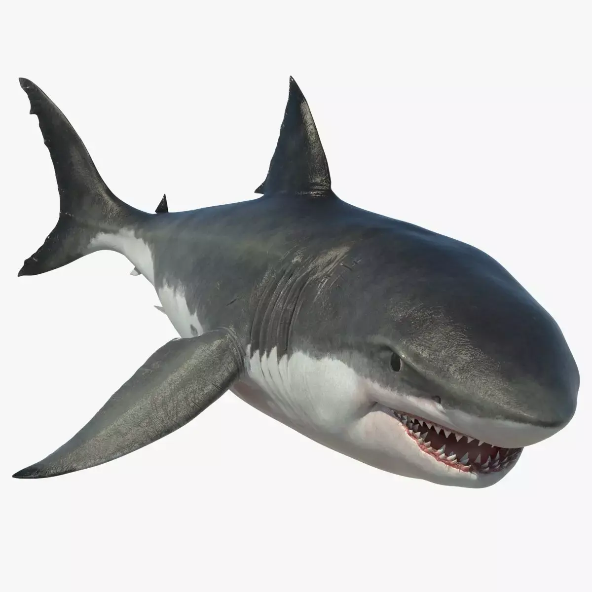 Great Shark White Rigged 3D model