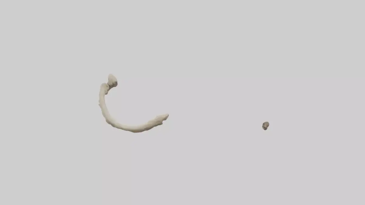 Elephant Humerus 3D model