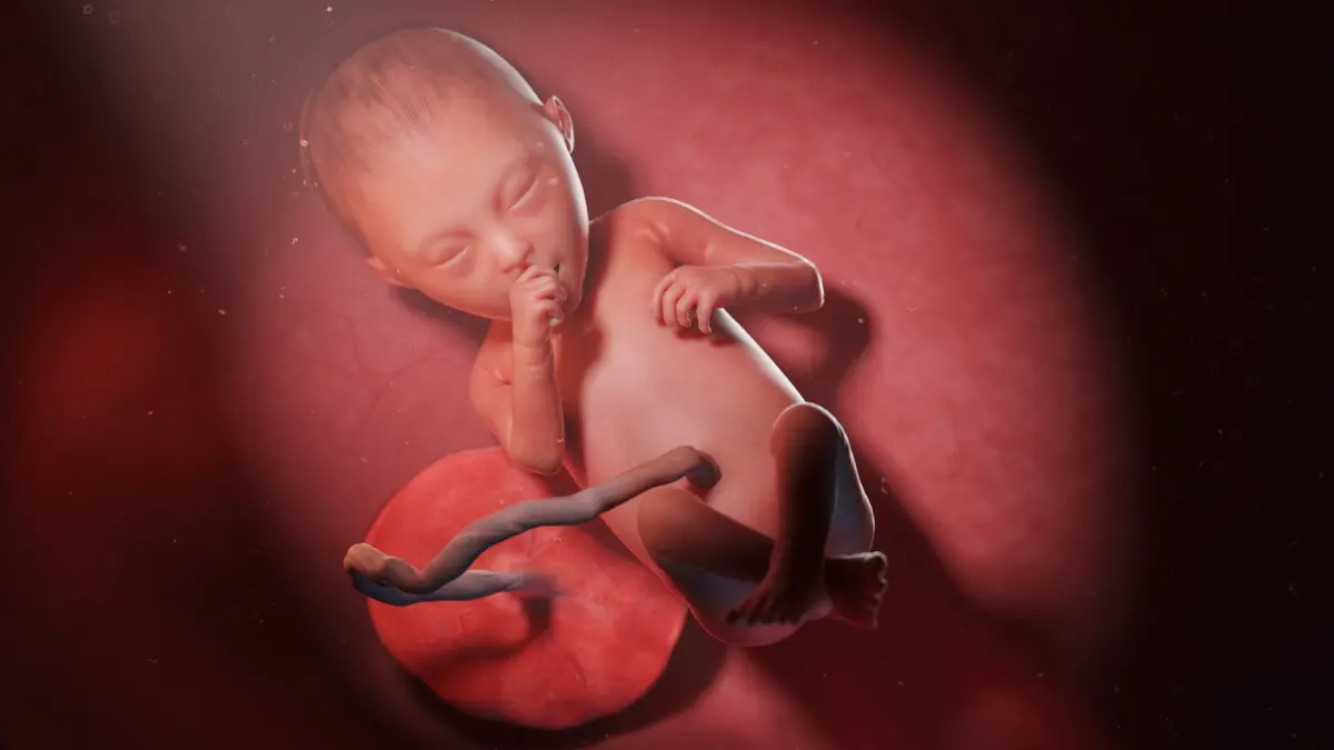 Fetus Anatomy Week 25 Static 3D model