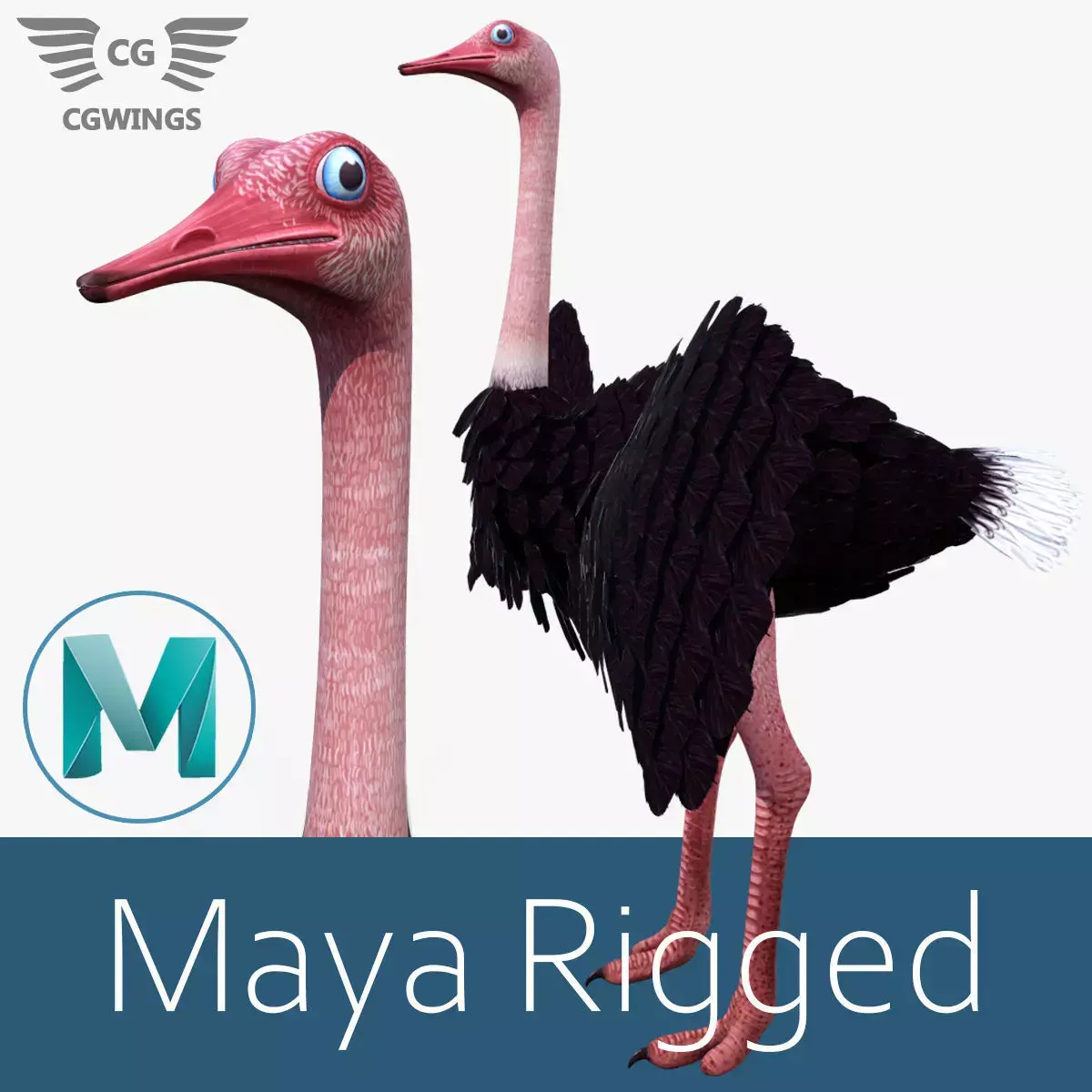 Ostrich bird Low-poly 3D model purchase