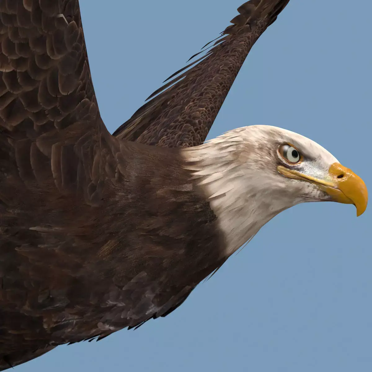 Pro Bald Eagle - 8k - 3d animated  3D model