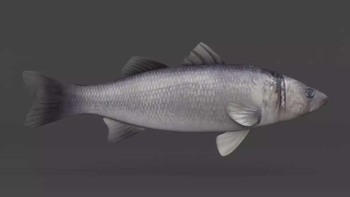 Seabass Fish 3D model purchase