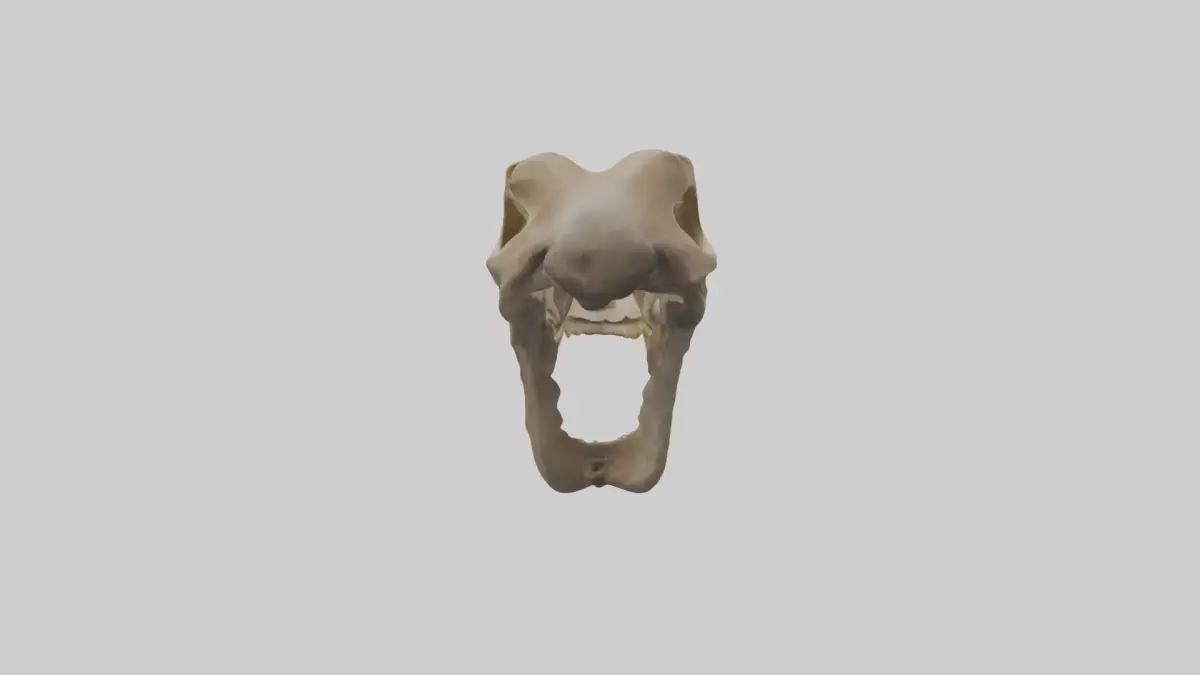 Kangaroo Jawbone Low-poly 3D model