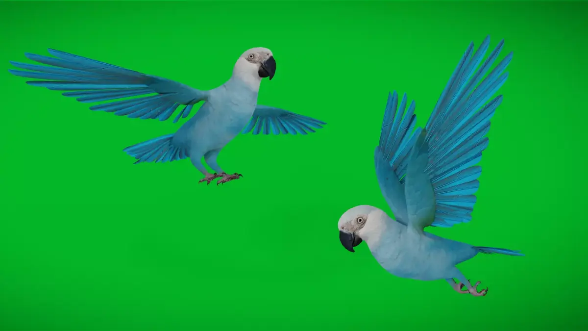 Spix Macaw Bird Low-poly 3D model