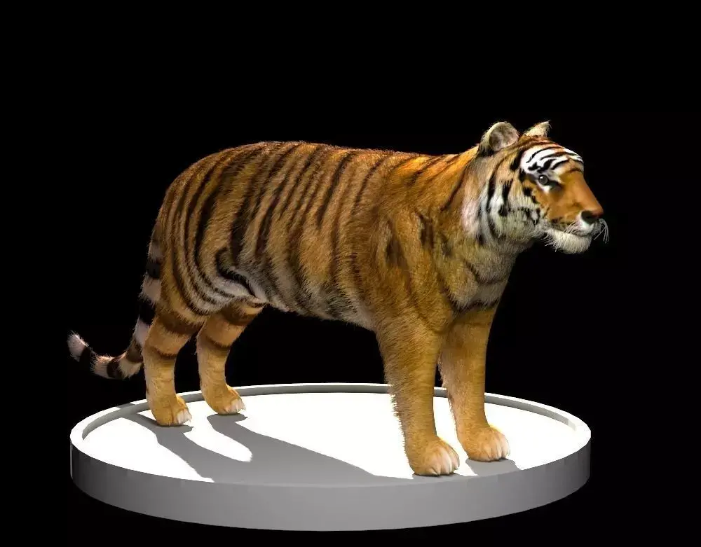 Tiger 3D Model Low-poly 3D model purchase