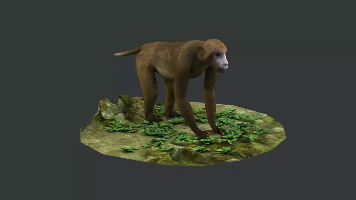 macaque monkey ape chimp africa savannah mammal 3D model