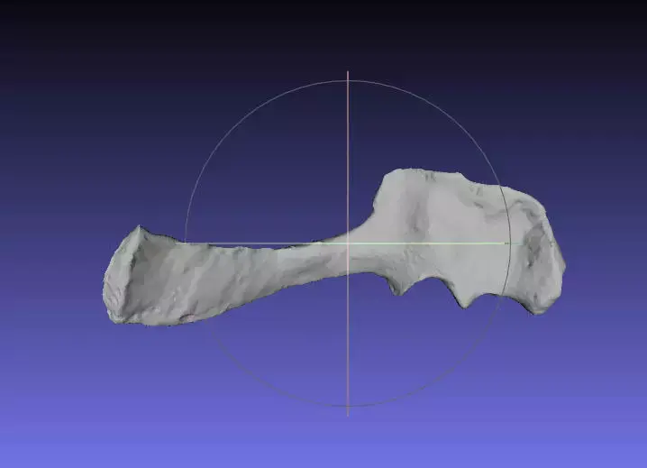 Psittacosaurus Left Scapula Coracoid Free 3D print model