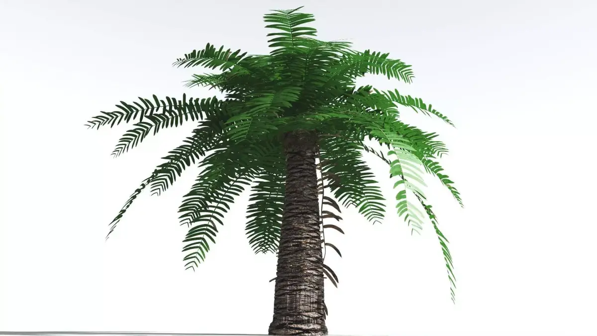 EVERYPlant Pseudoctnis Cycad 2 --12 Models-- 3D model