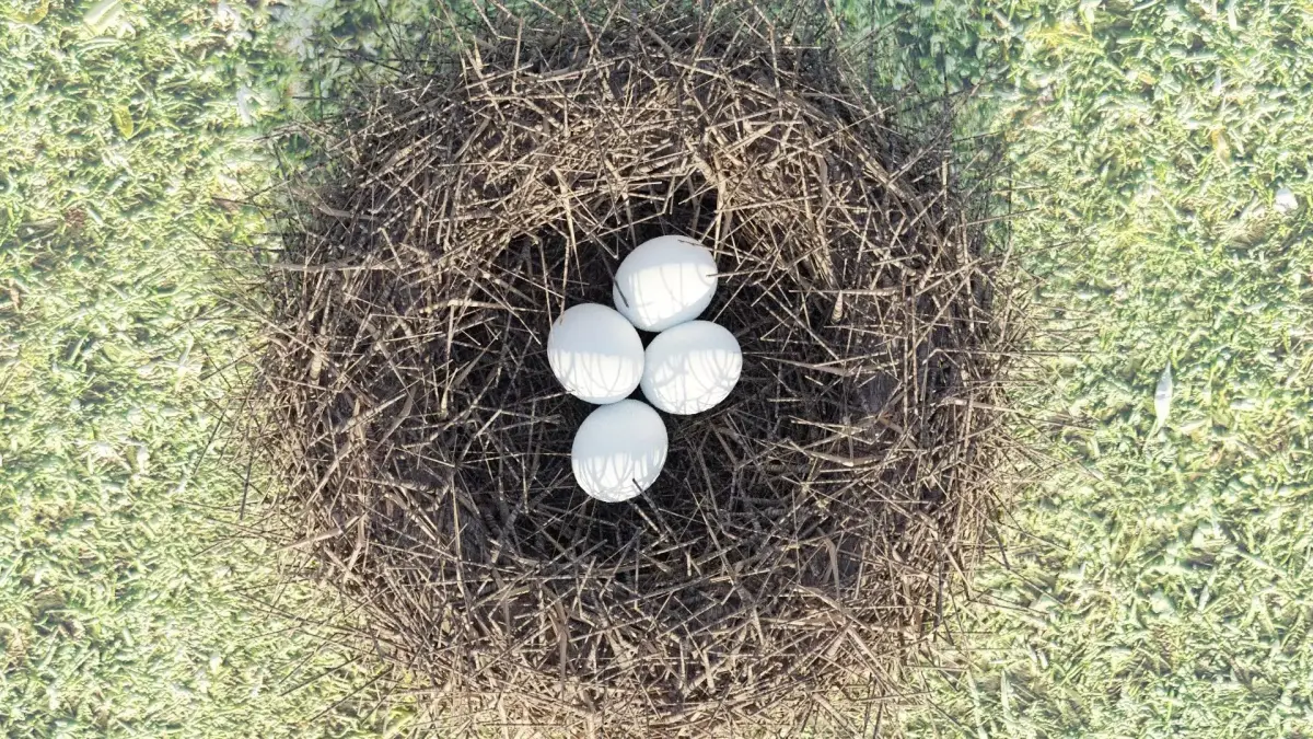  BIRDs NEST 3D model