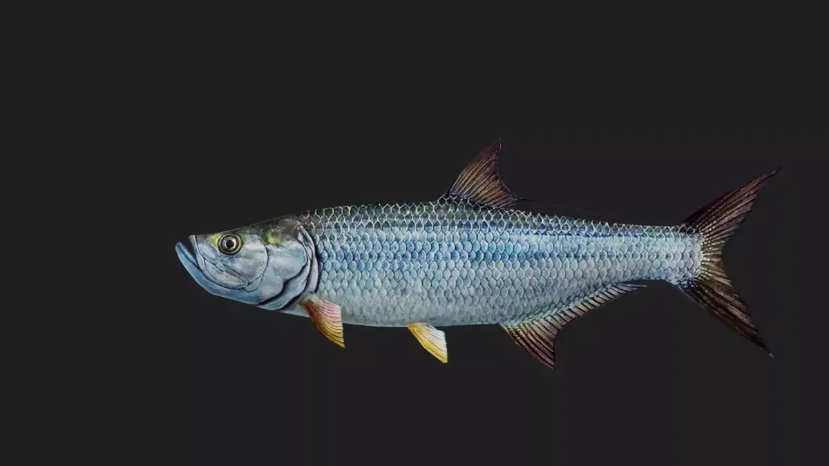 Tarpon Low-poly 3D model purchase