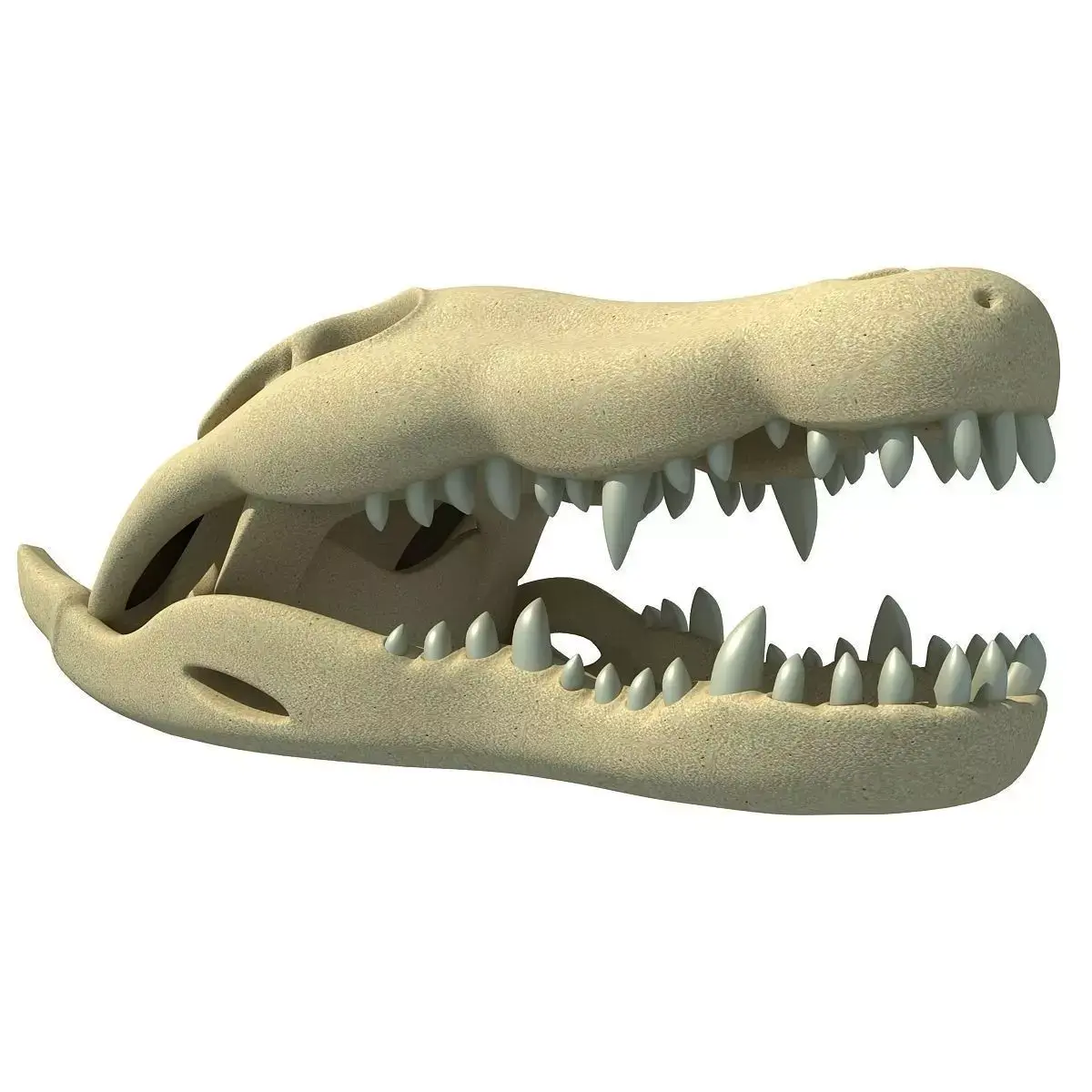 Crocodile Skull 3 3D model