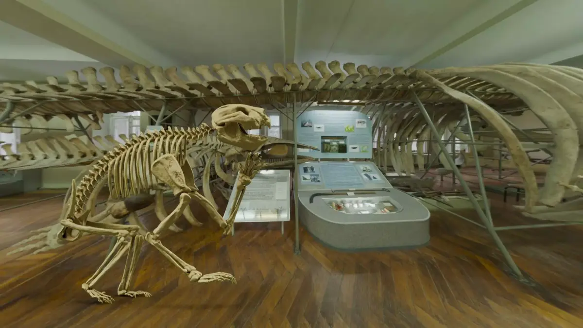 Realistic Mammals Fossil - Thylacoleo Low-poly 3D model