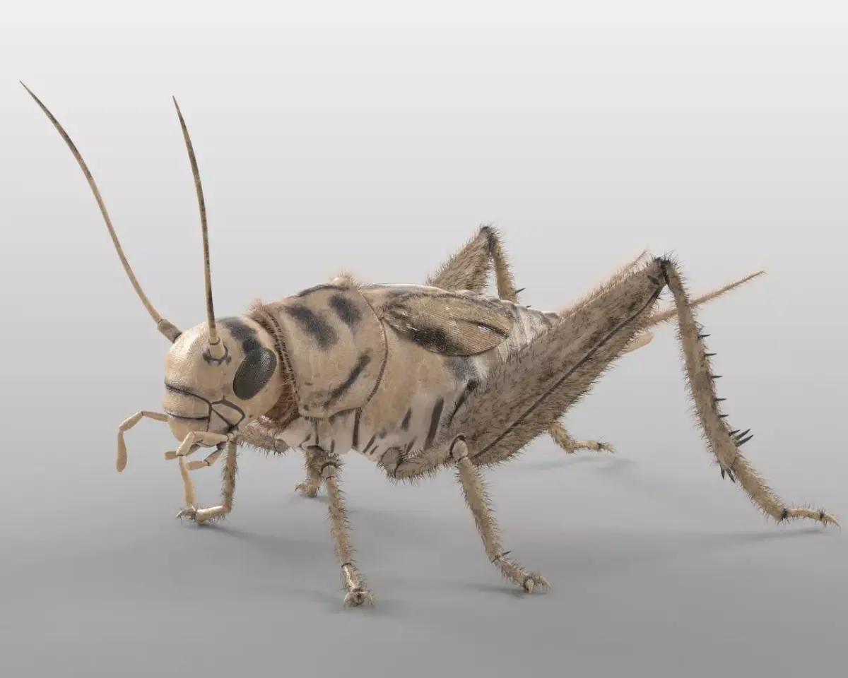 Cricket Insect Low-poly 3D model