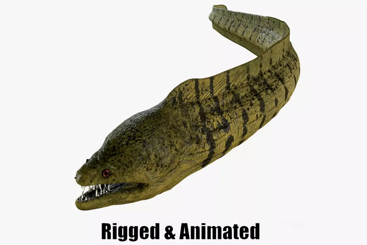 Moray eel 3D model