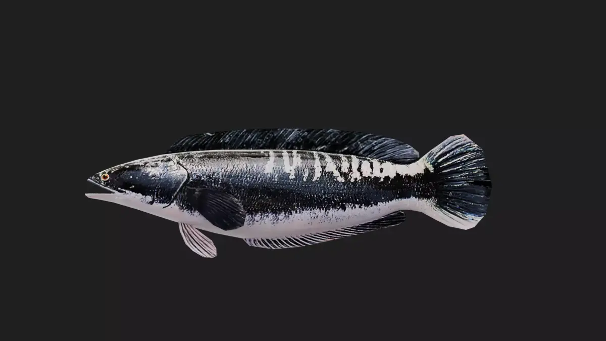 Snakehead Low-poly 3D model get