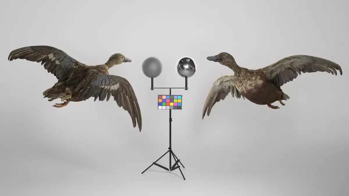 Flying duck 06 Low-poly 3D model