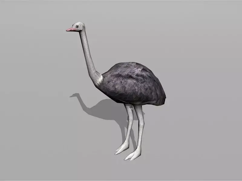 ostrich Low-poly 3D model