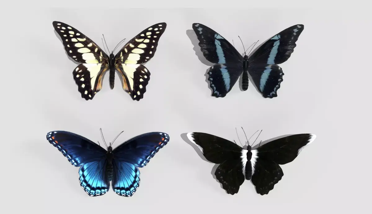 Butterfly realistic 3D model
