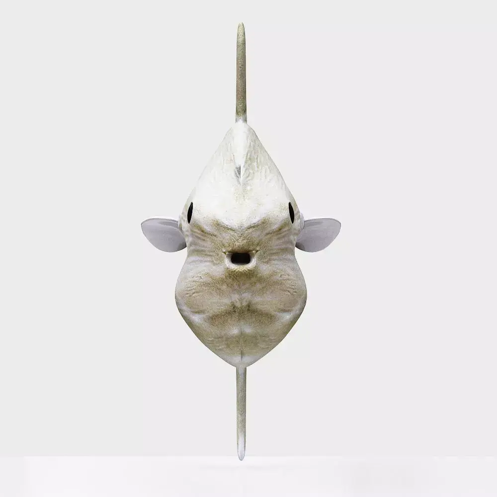 Ocean sun fish Low-poly 3D model