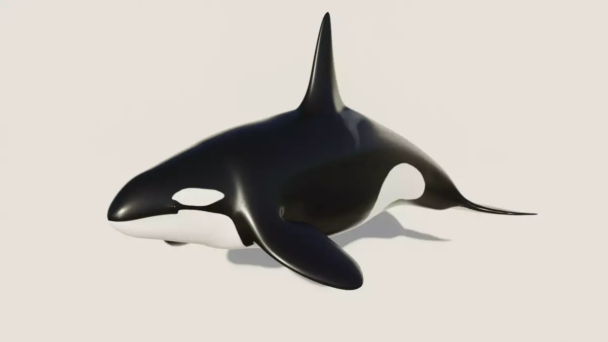 Killer Whale - Low-poly 3D model Free low-poly 3D model