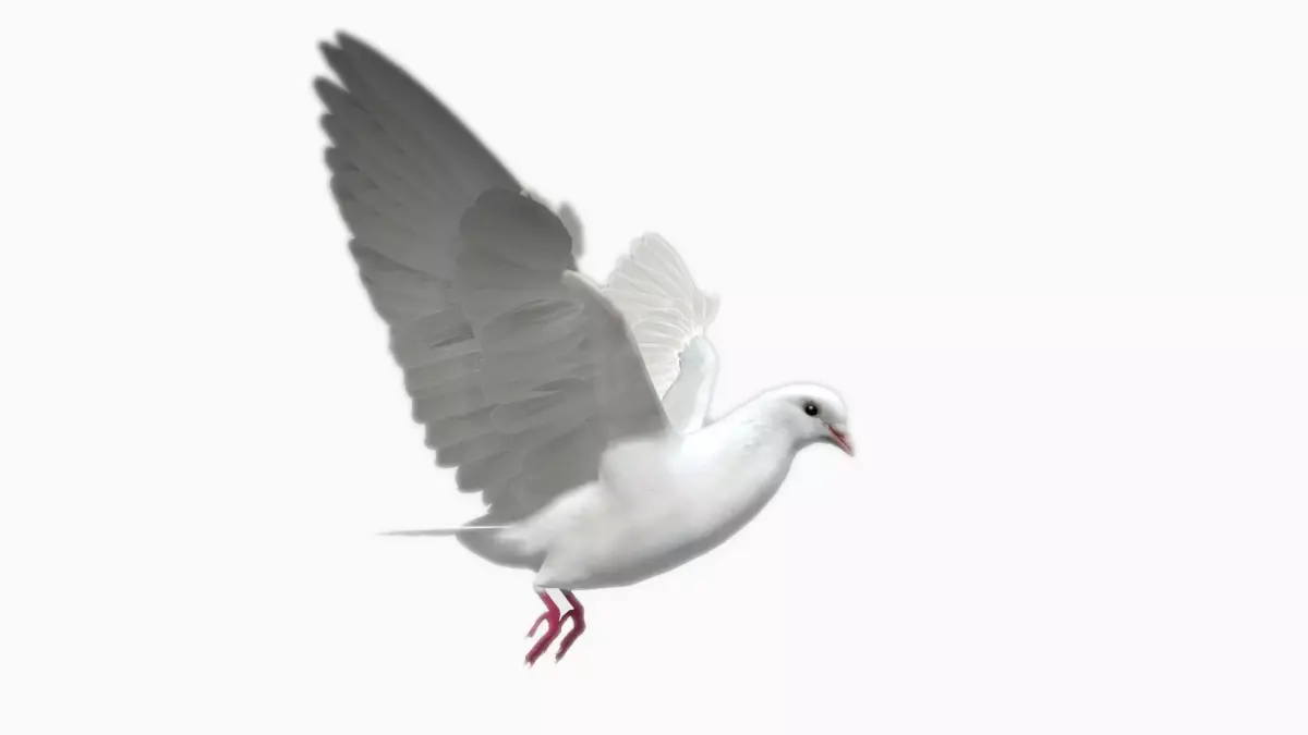 White Dove Low-poly 3D model