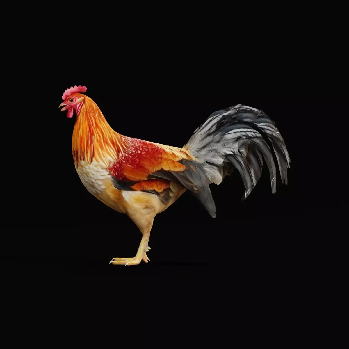 Male Chicken Rooster Low-poly 3D model