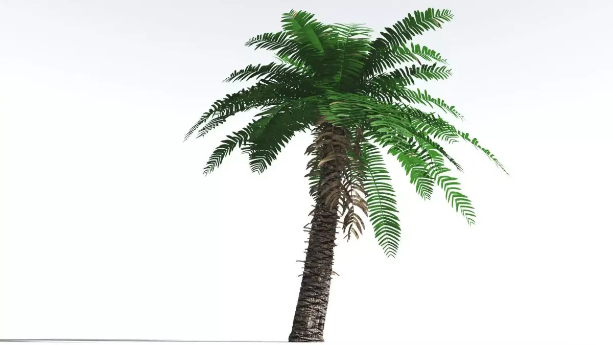 EVERYPlant Pseudoctnis Cycad 4 --12 Models-- 3D model