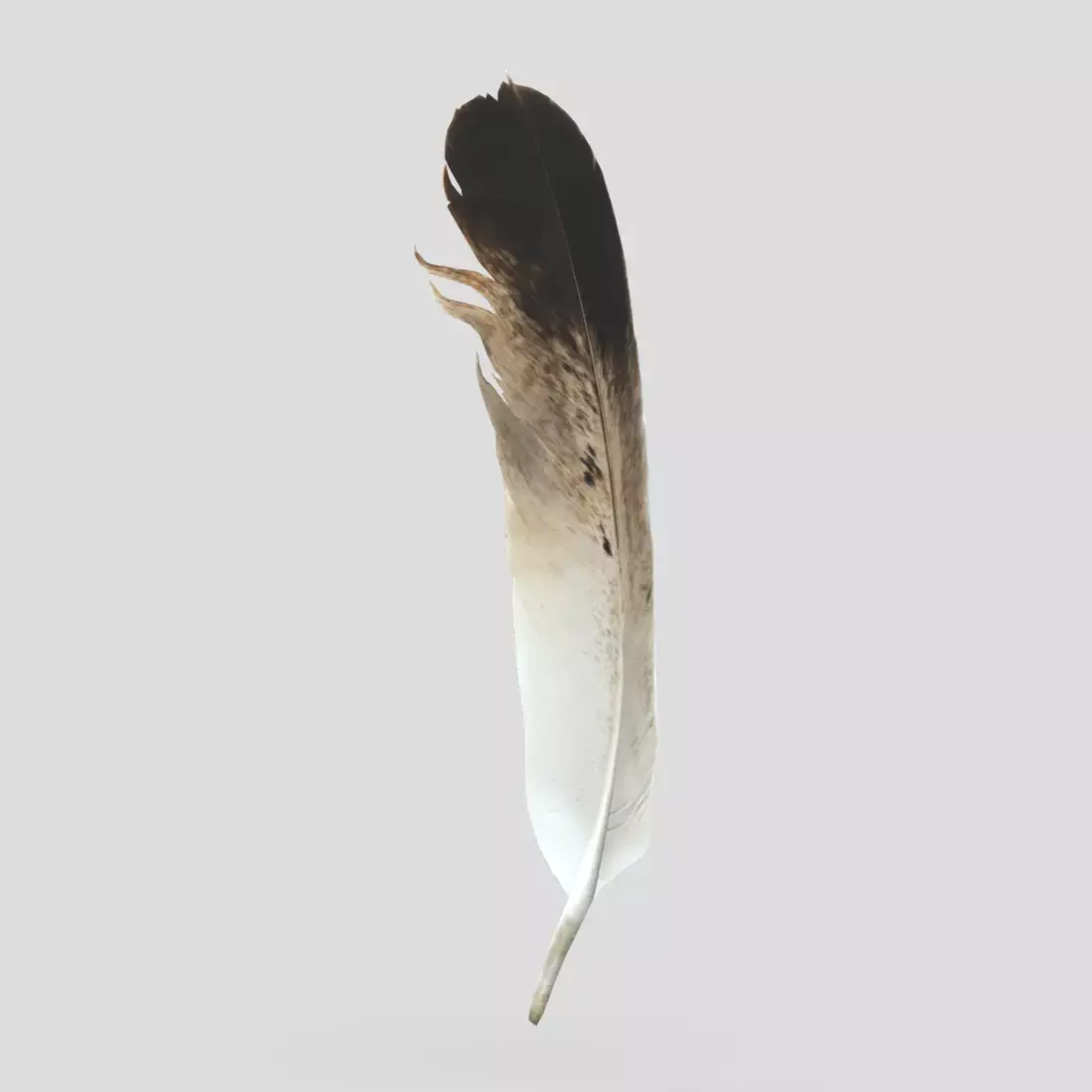 Feather Low-poly 3D model purchase