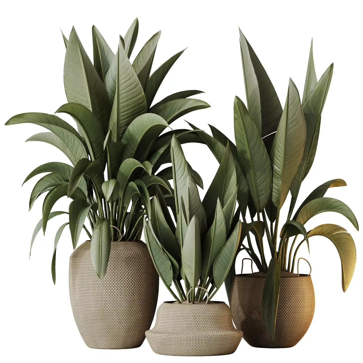 Plants Ravenala Banana Strelitzia Nicolai Bird Of Paradise Set05 3D model