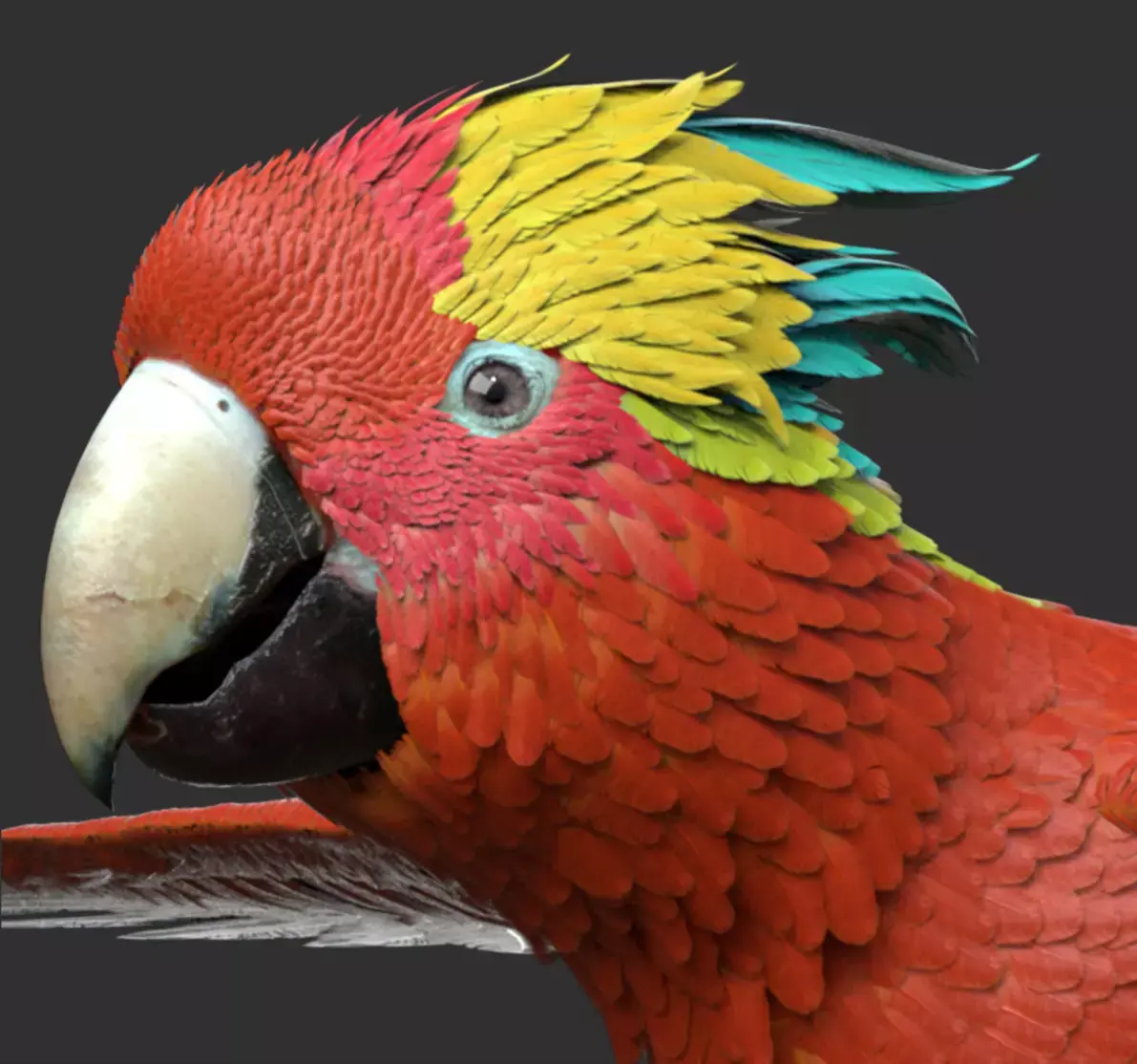 Parrot 3D model order