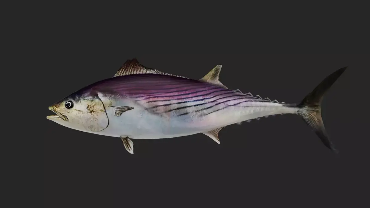 Bonito Low-poly 3D model buy