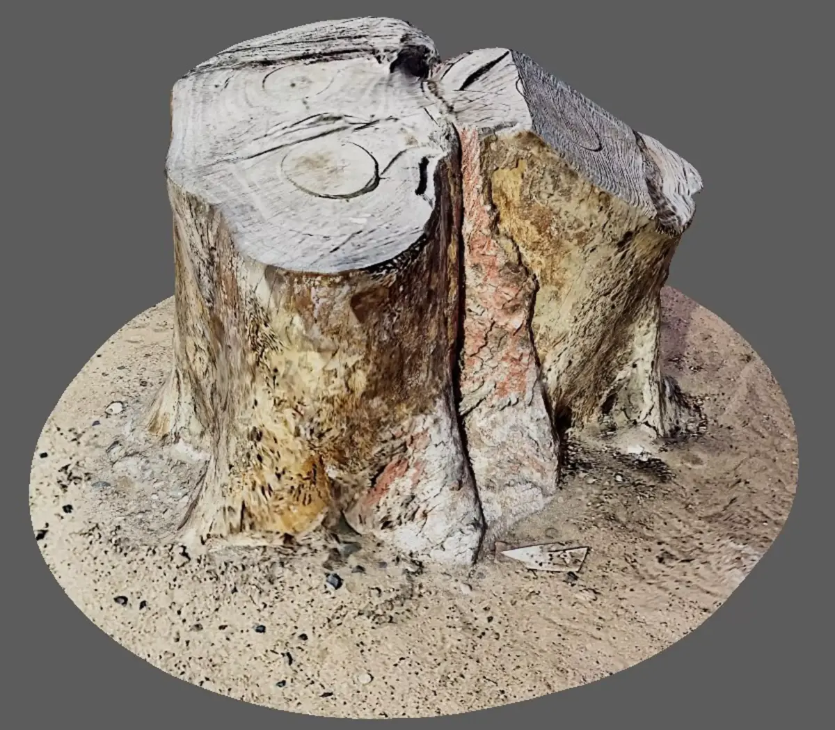 Tree Trunk for 3d Model - 3d Scan 3D model