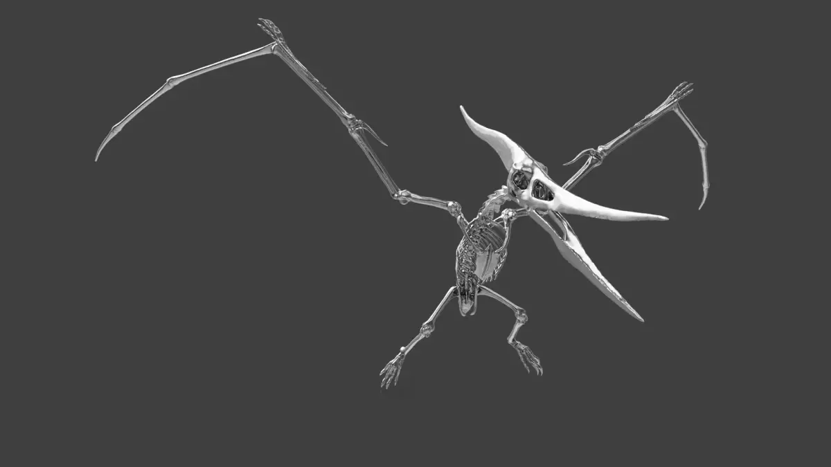 Pteranodon Skeleton  3D model