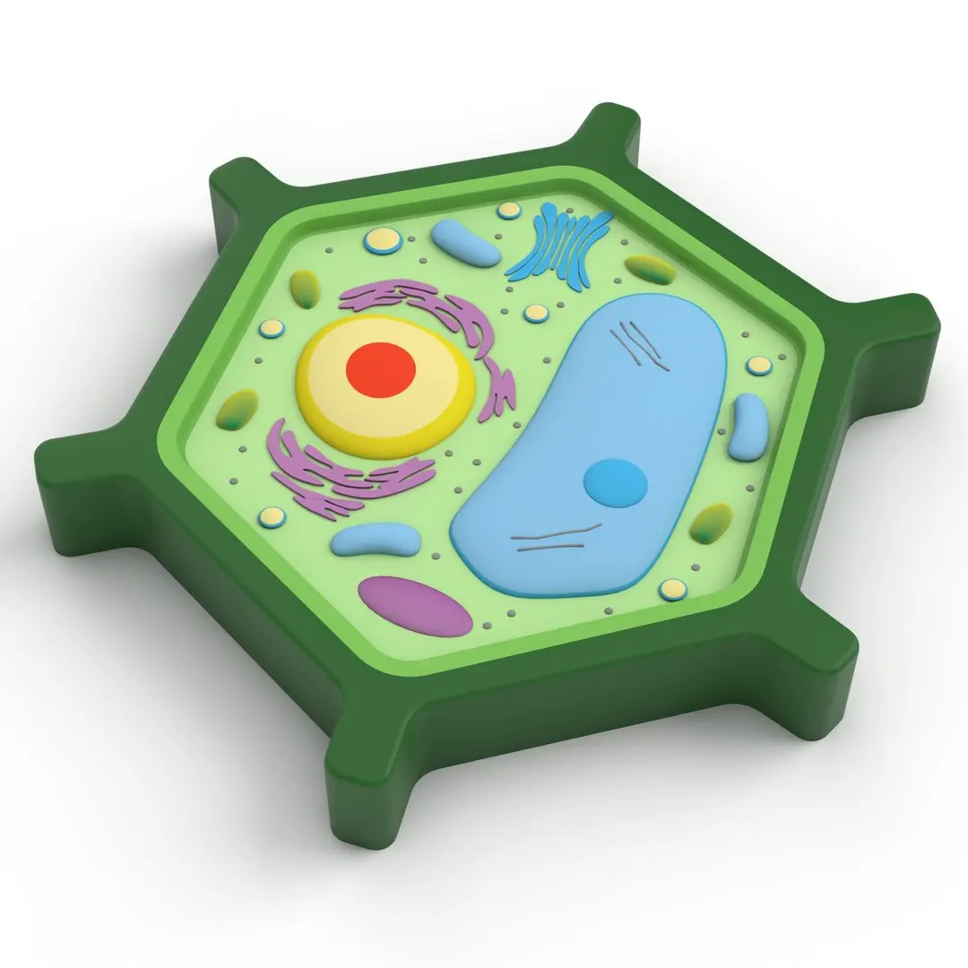 Plant Cell v5 3D model