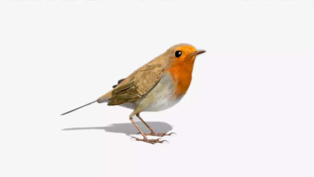 Robin Low-poly 3D model