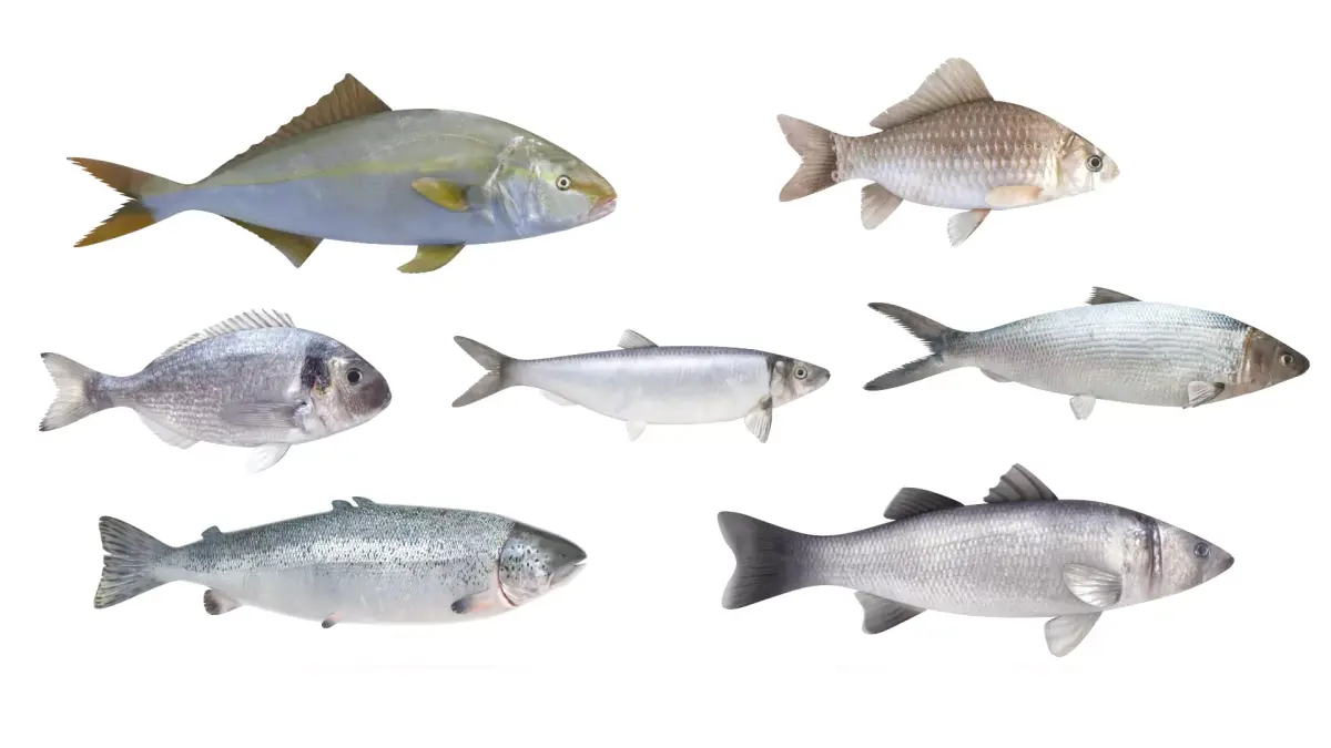 Fish Collection 3D model 3