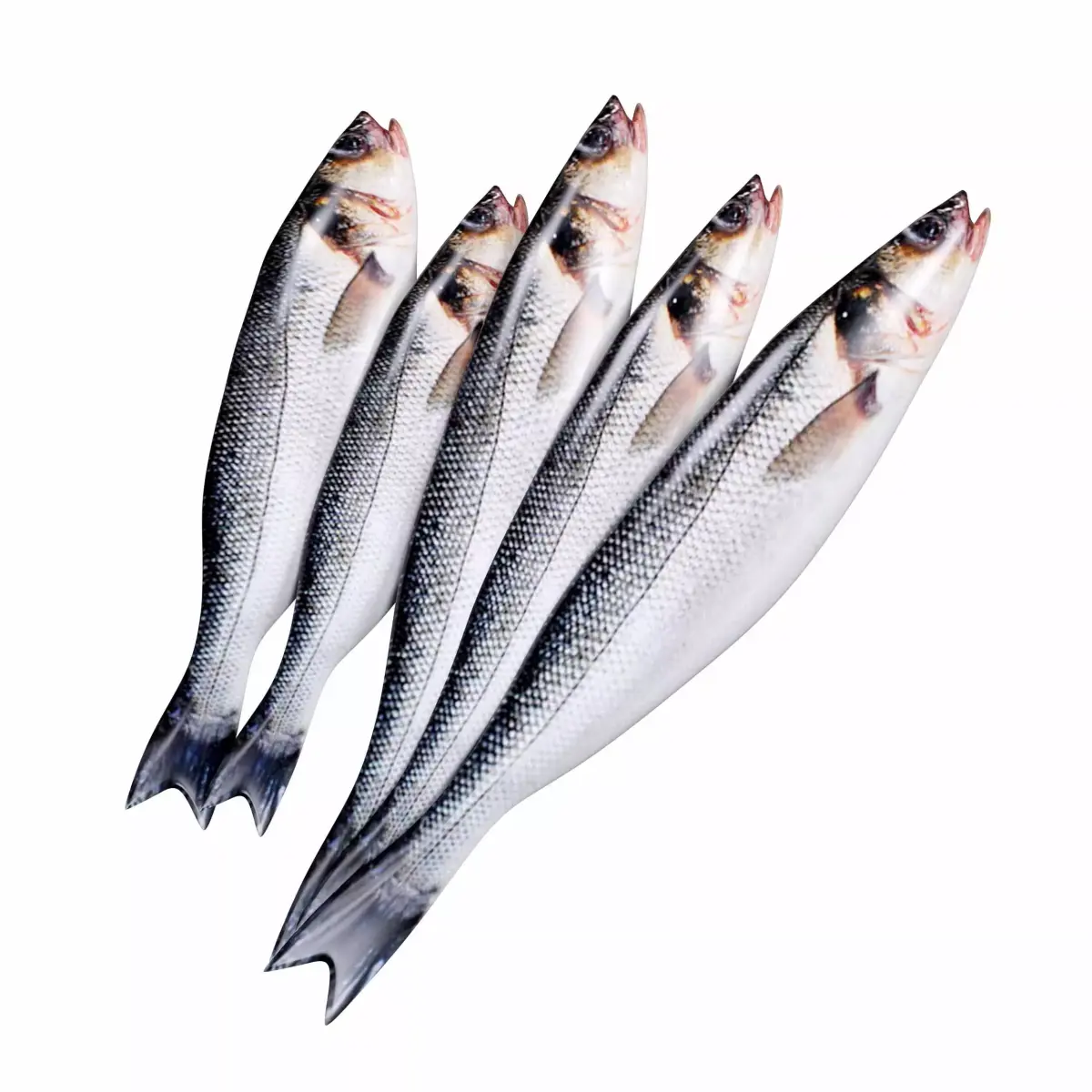 Seabass Fish 3D model