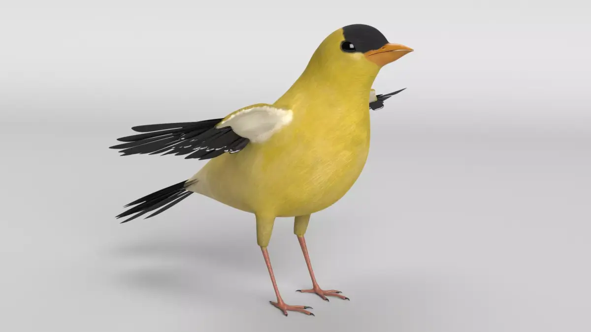 Goldfinch Bird 3D model