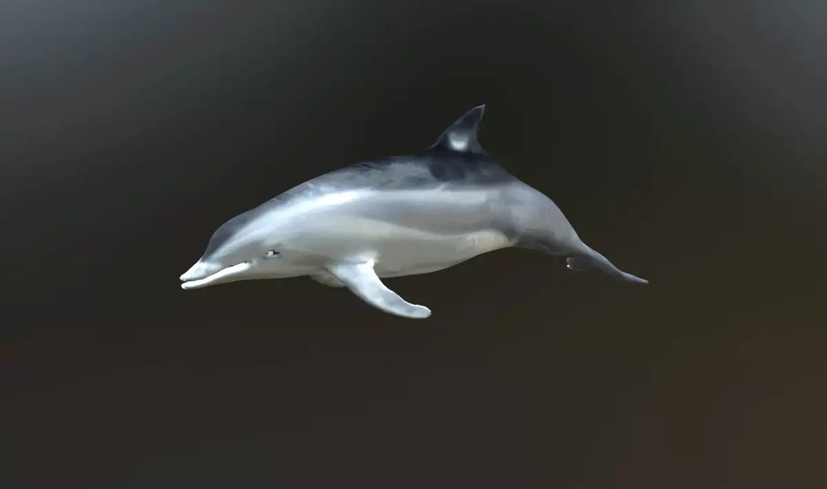 dolphin lowpoly 3D model purchase