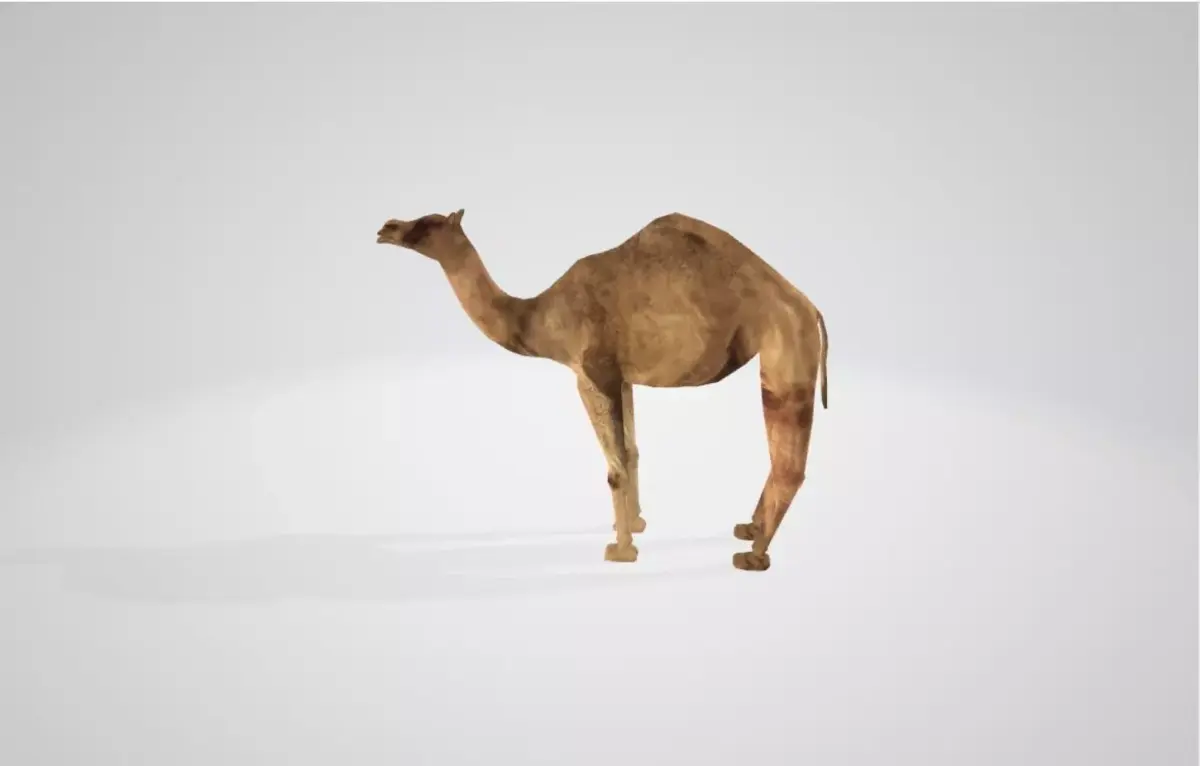 Camel Low-poly 3D model order